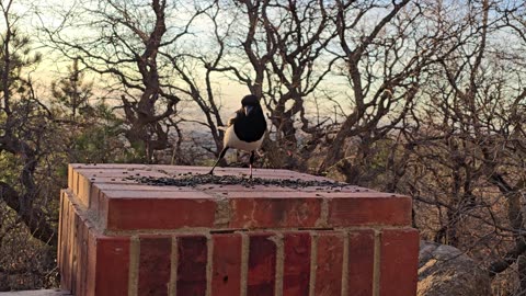 Crows and Magpies feasting on Cat Food and Peanuts