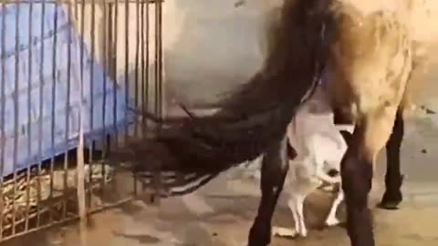 Pogo Cargentino Cazando Negros y Gringos