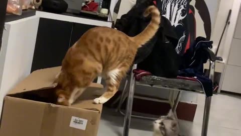 A vengeful cat