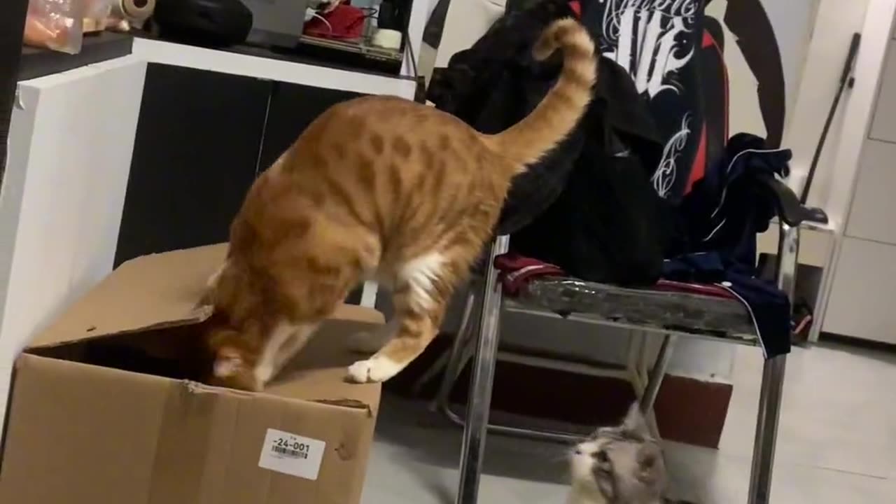 A vengeful cat