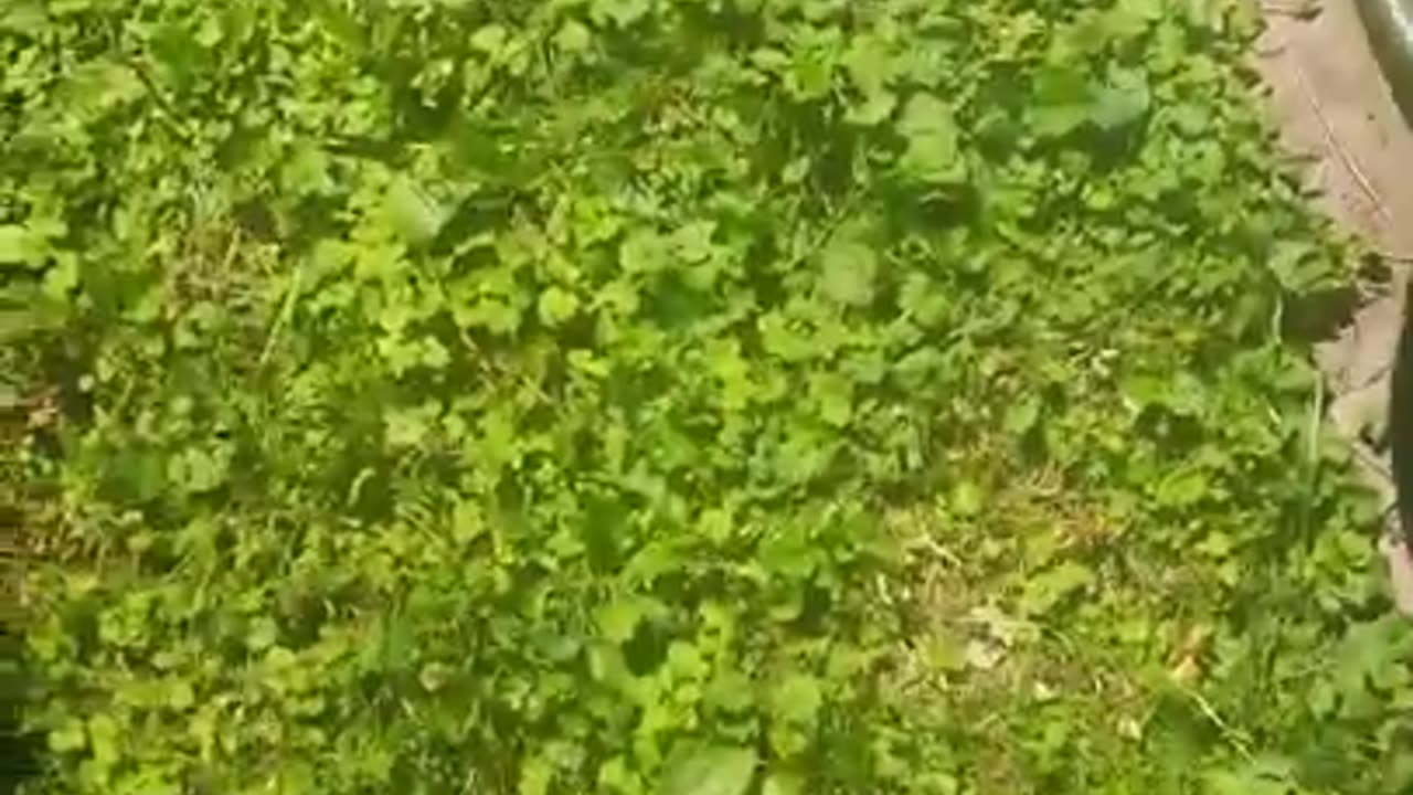 The day I looked like king thrandiul 2019