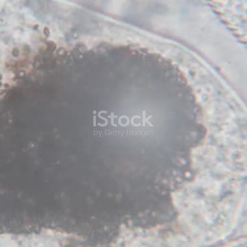 Some Animals Can Live Without Oxygen! ❌O₂