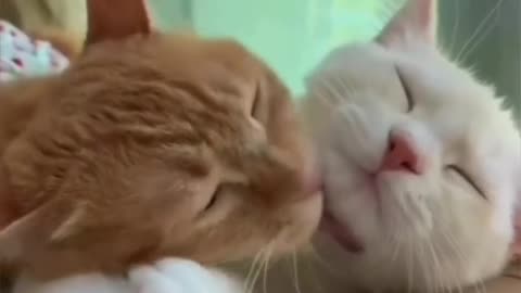 گربه