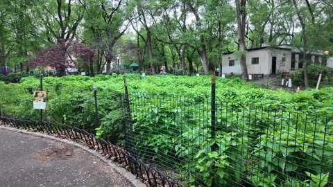 New York City LIVE Walking (chat on YouTube)