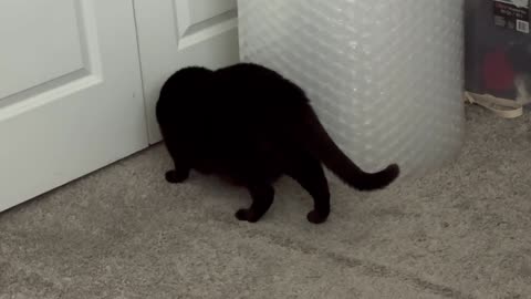 Cute Precious Piper is Very Active in the Office - My Adopted Shelter Cat Vlog