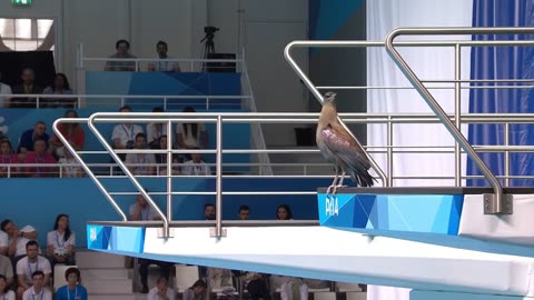 Which Bird Wins Gold | Animal Olympics