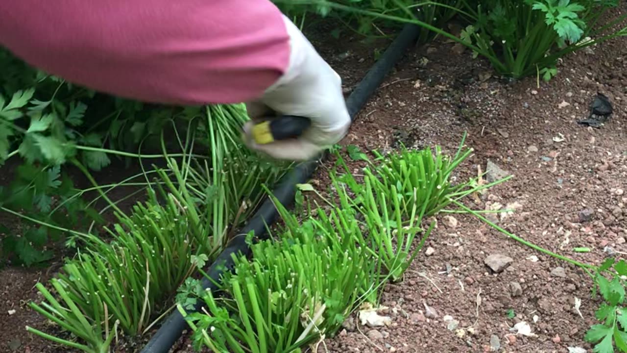 How to cut parsley?