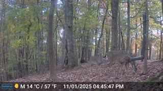 The Woods – 11/02/2025