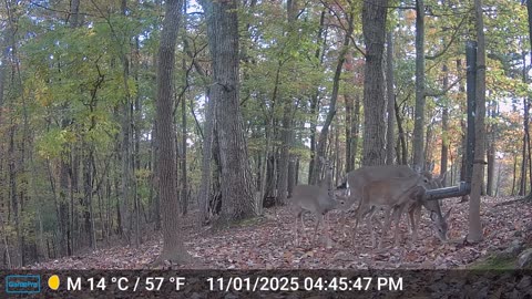 The Woods – 11/02/2025