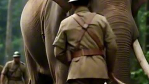 Hero or Animal? Jackie Proved There’s No Difference in War 🐾