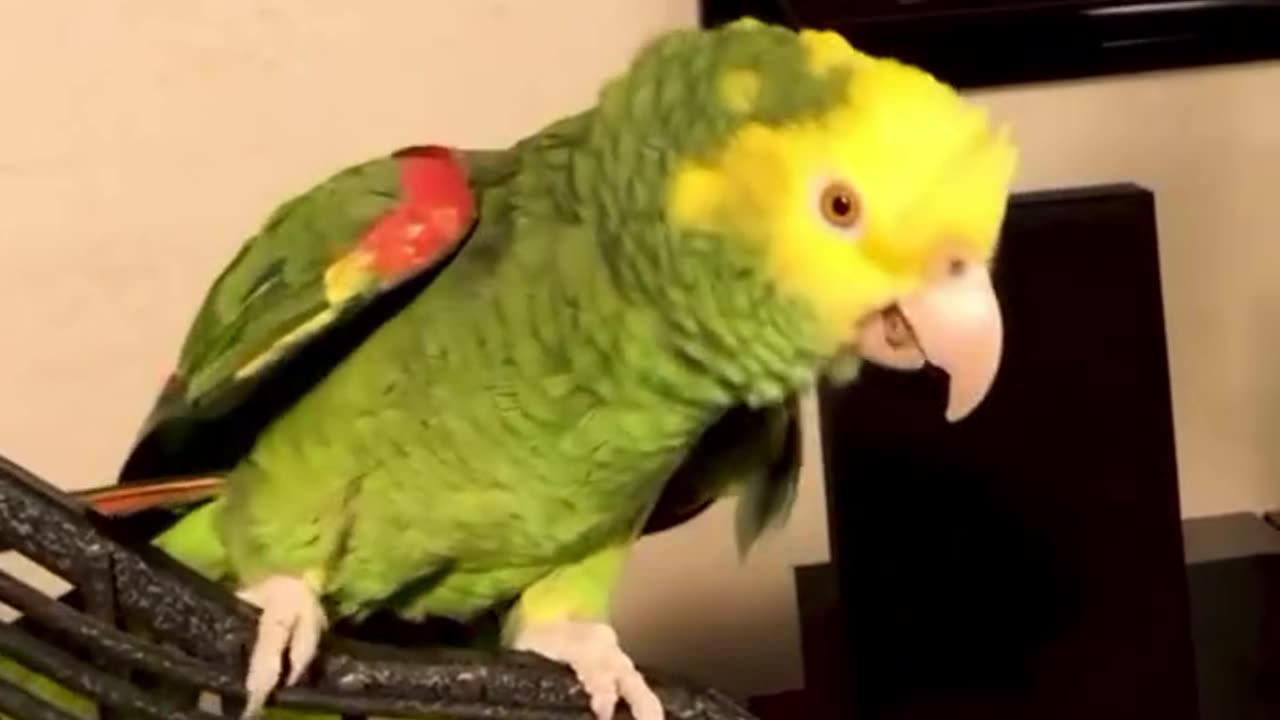 Parrot talking alone hilarious! 😂🦜