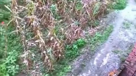 Close Call on a Slippery Watermelon 😬🍉🍉