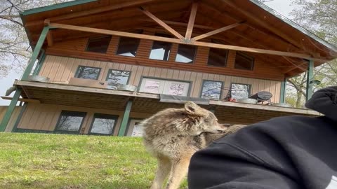 Coyote Photobombs Woman And Her Dog