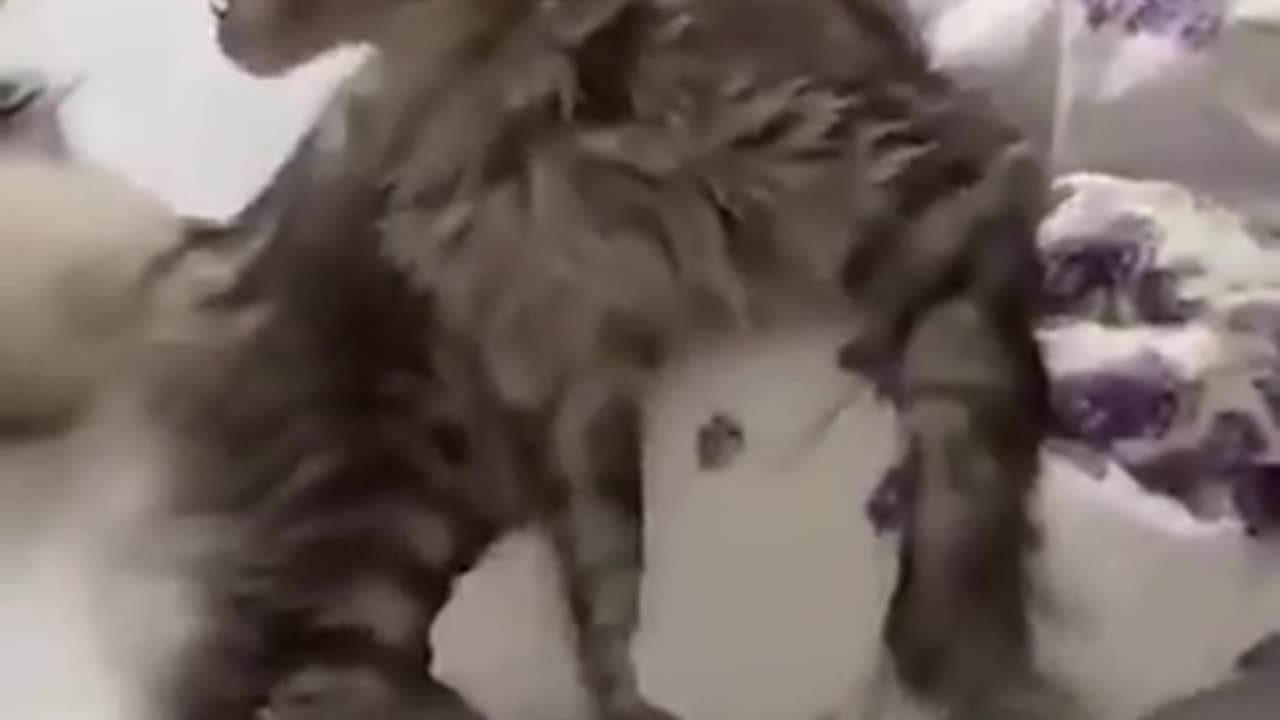 cat