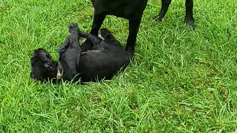 Cane Corso Pup Lux X Warlock Litter