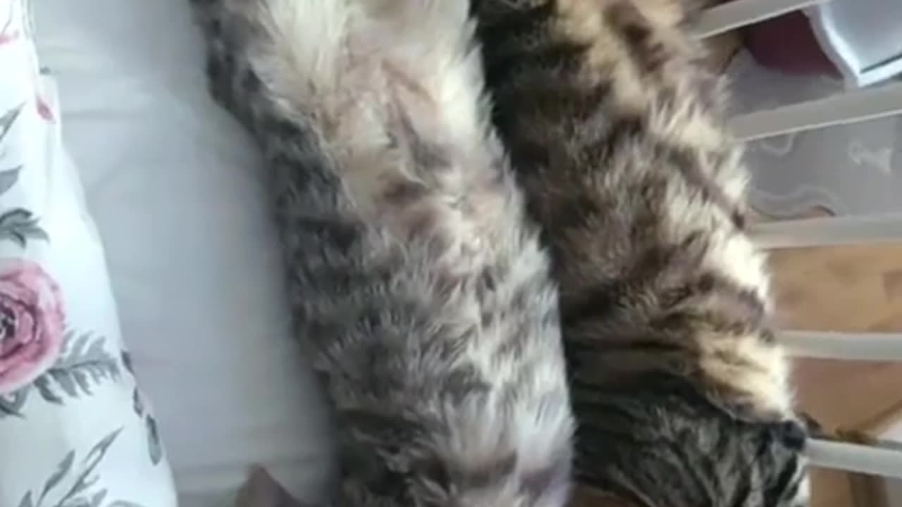 🤣😂 This Pet's Reaction to Humans Is Too Funny! | FunFM