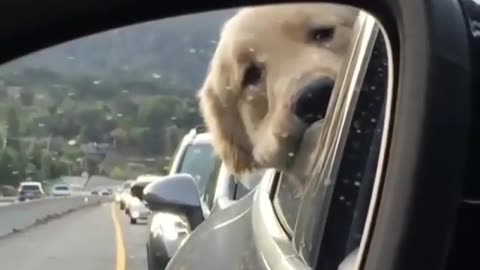 funny animals