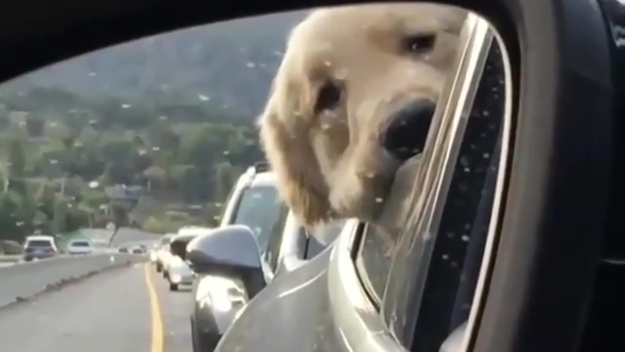 funny animals