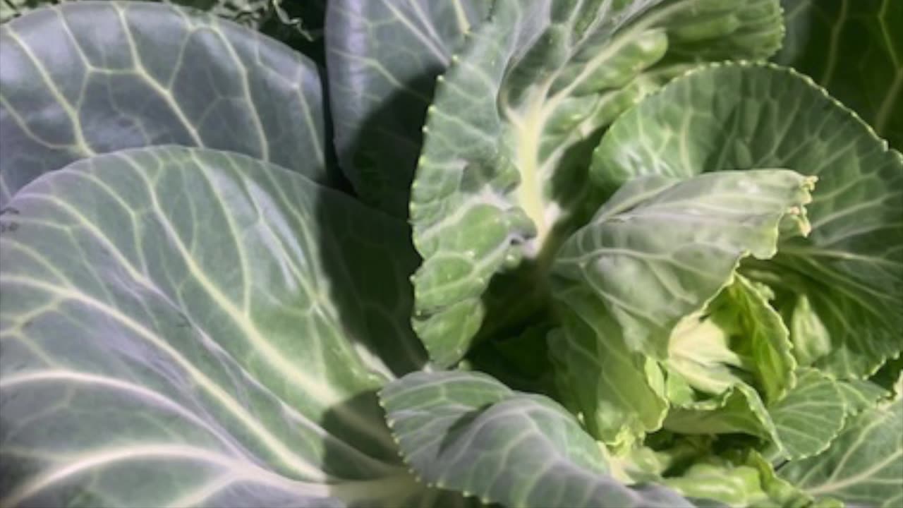 Juicing: A Simple Starter Recipe with Added Fiber