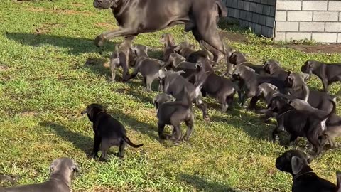 Puppies Chasing After Dad