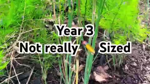 5a Garden - 3rd Year Asparagus