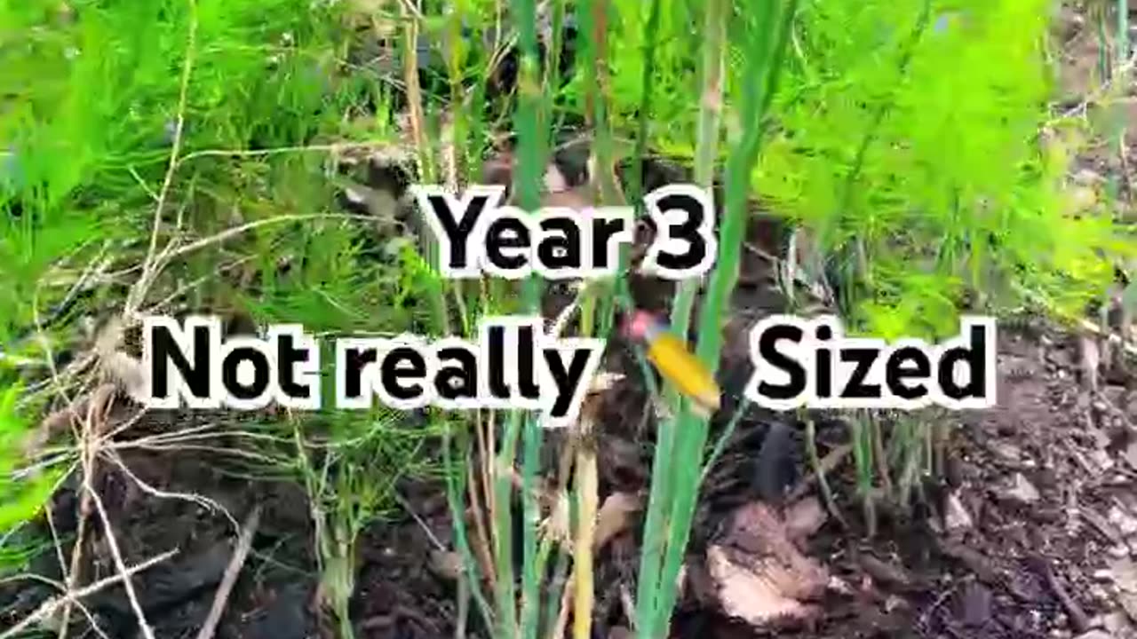 5a Garden - 3rd Year Asparagus