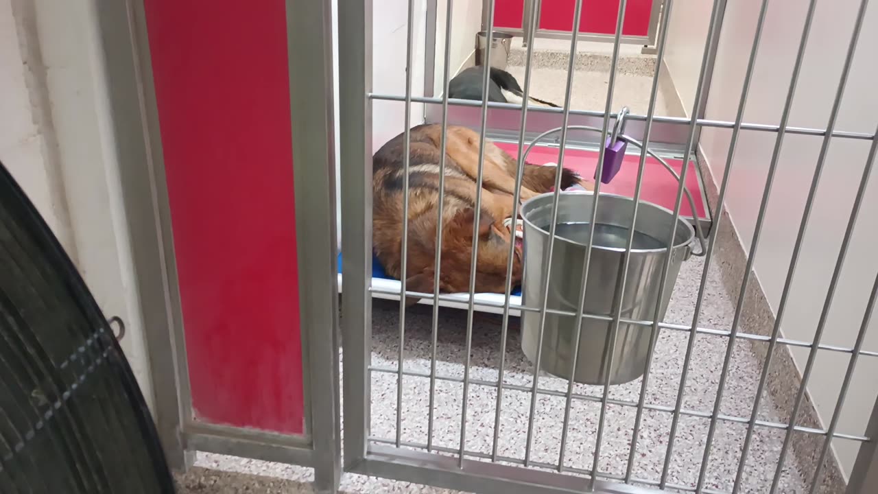 Bola-in back 6y A862027 Cambridge 2y A869872 kennel 100 PACC shelter he had a hard time_20250611_132015167