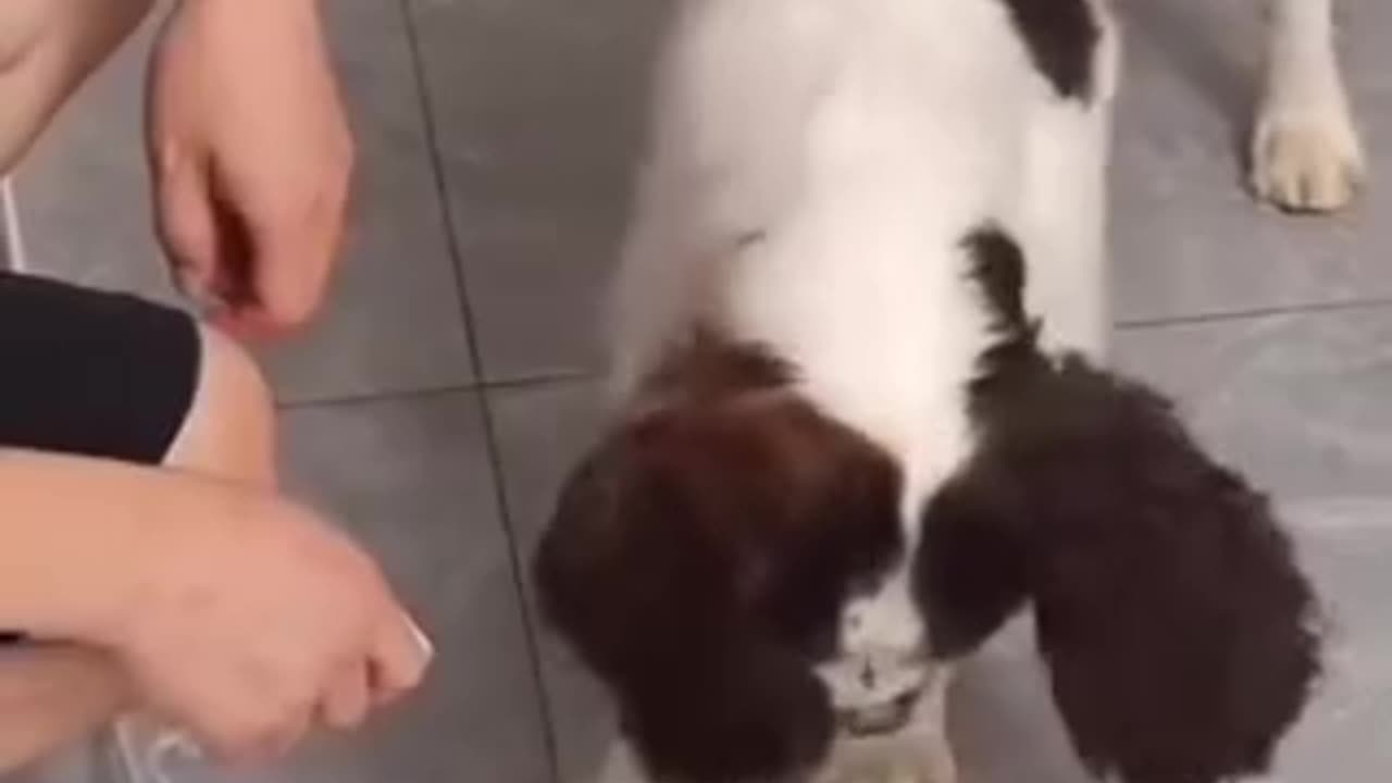Funny videos of dogs and cats 😂