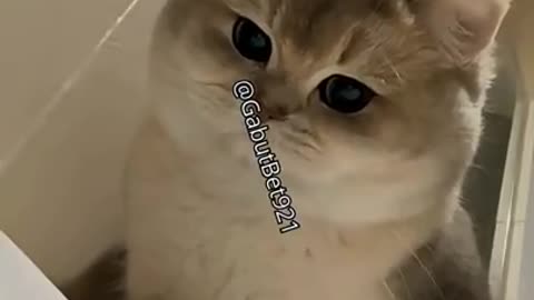 funny cat