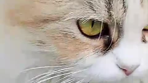 CAT VIDEO OF THE DAY! Laugh, Smile, and Enjoy My Kitty's Antics!