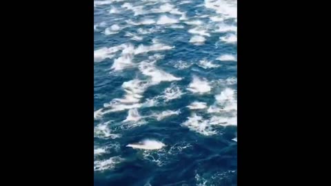 ~5000 Dolphin Stampede San Diego
