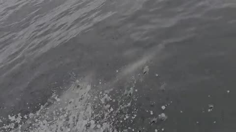 Dolphin Accompanies Fishing Boat