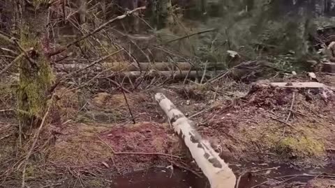 Cutting Machine