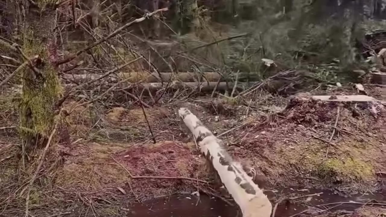 Cutting Machine