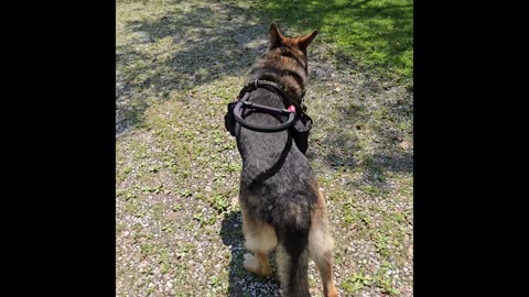 Service dog Virgil.