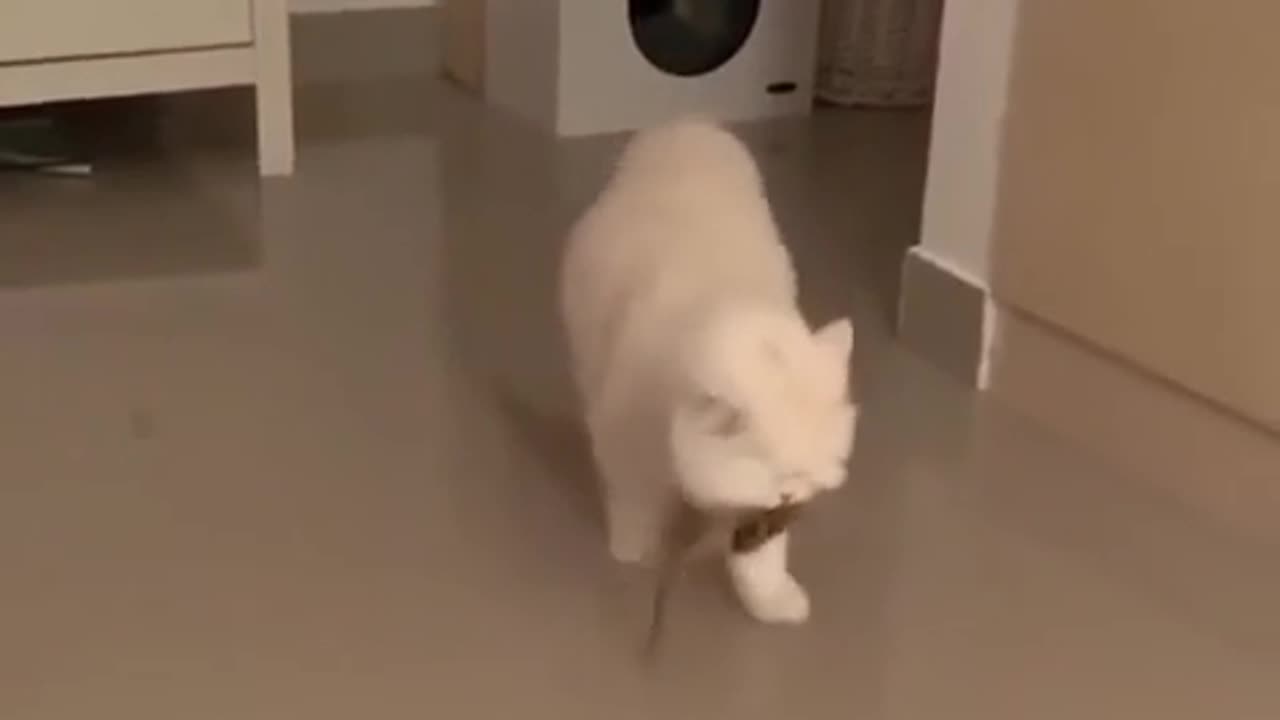 😂🌟 When a Blind Cat Brings You a Present... | FunFM