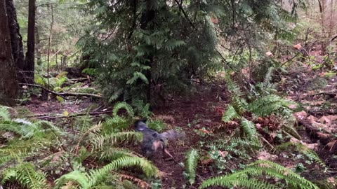 trail patrol 320398403298430298