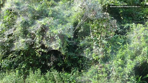 Giant, Synchronized Swarms of Pack Hunting Spiders Are a Thing Now