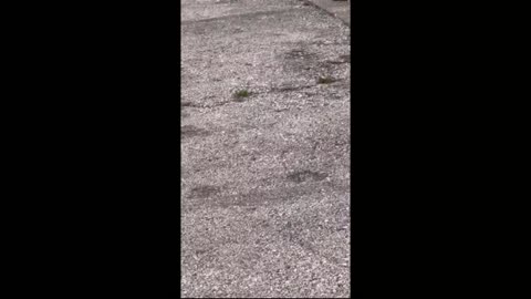 Two Women Shot Following Altercation at Koeneman Park in Jennings