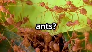 🌊🔥 Fire Ants Form Living Rafts to Survive Floods! 🔥🌊