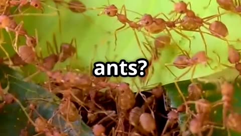🌊🔥 Fire Ants Form Living Rafts to Survive Floods! 🔥🌊