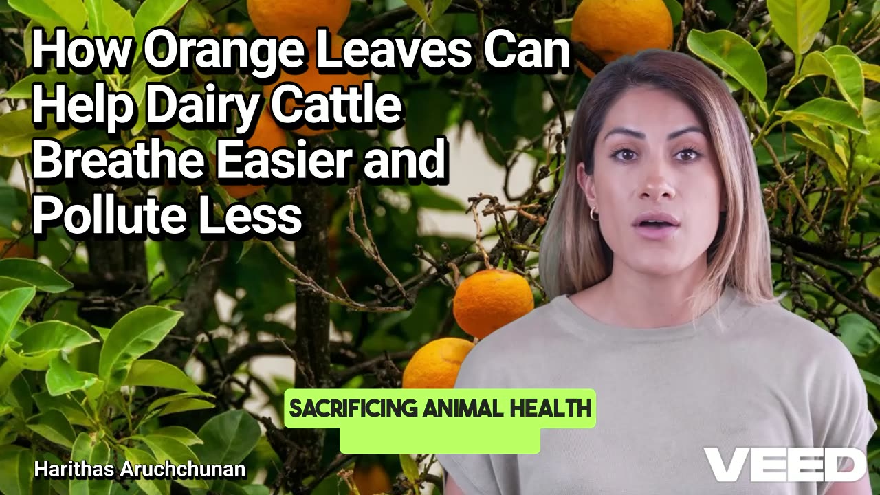 How Orange Leaves Can Help Dairy Cattle Breathe Easier and Pollute Less