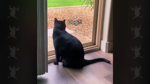 This Funny cats makes me suprise