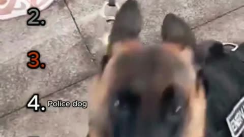 ranking the best dogs video
