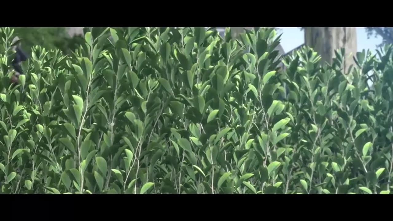 A World Worth Protecting EP 1 to 16 subtritat in romana