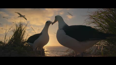 Ocean with David Attenborough
