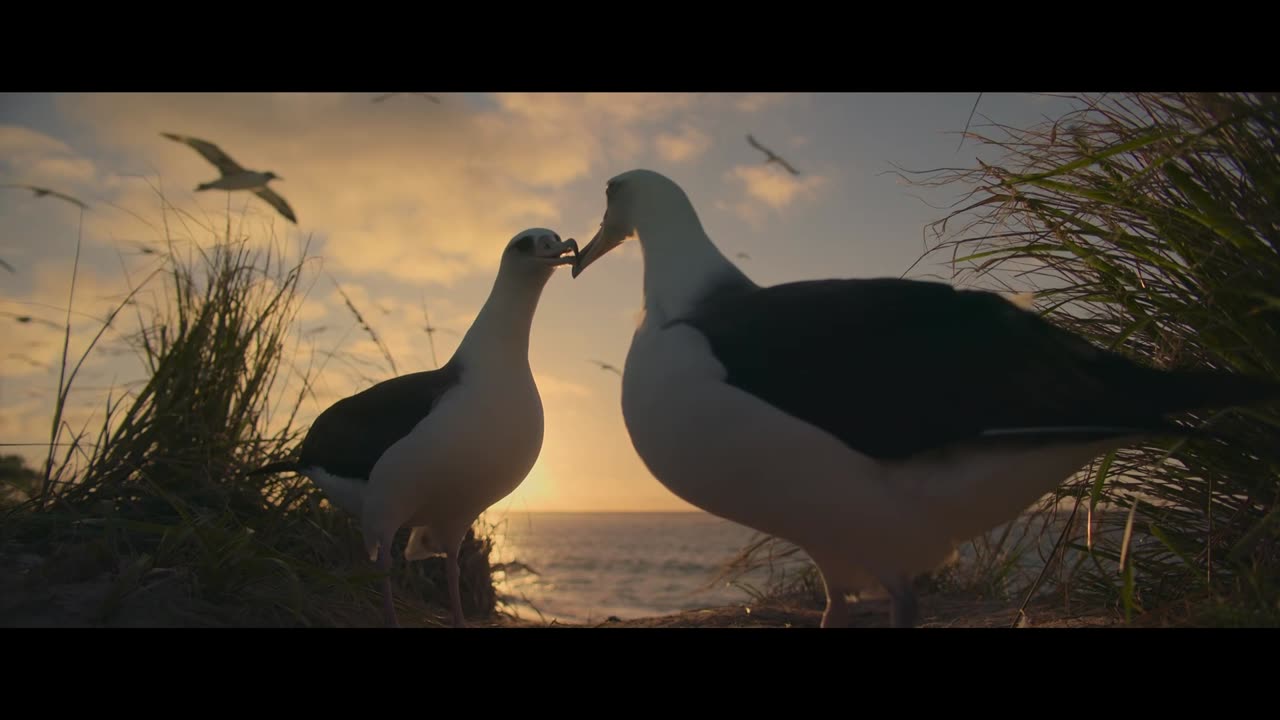 Ocean with David Attenborough