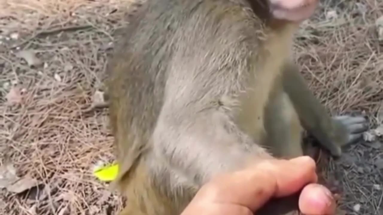 Monkey Lover - 00006 🤣🤣🤣