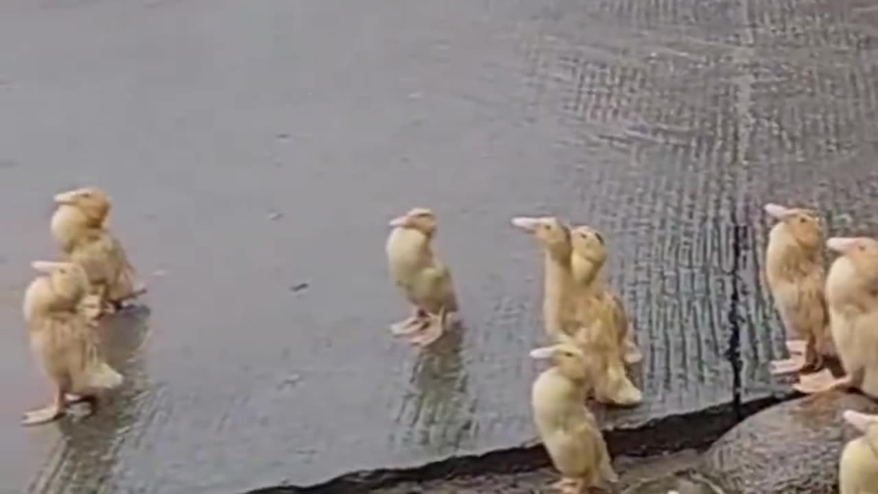 Showing their respect for the rain 🦆