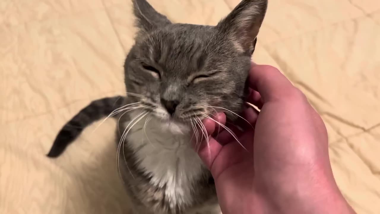 Have you ever seen such a sweet kitty? 🐈